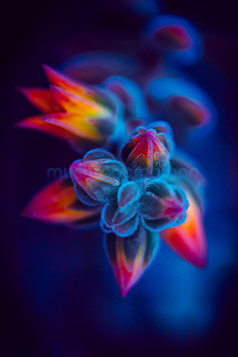 colorful echeveria pulvinata succulent macro photography