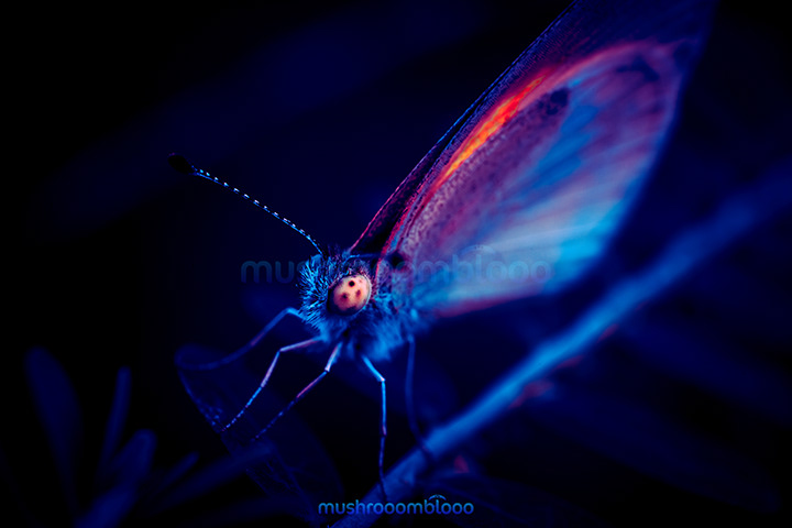 Macro photography  of a butterfly in blue tones for being exposed to uv lights