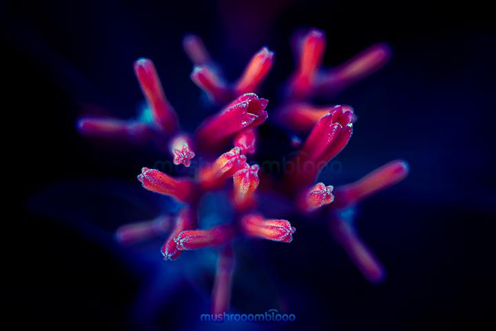 Exotic red flowers in midnight under moonlight