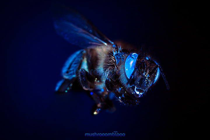 Bee blue eyes due to the exposure of uv lights