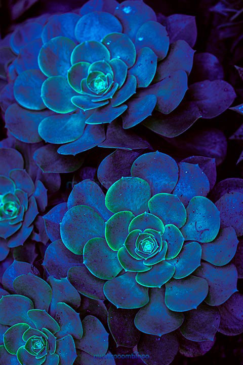blue succulents due to ultraviolet light rays