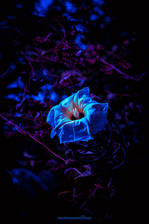 Moonflower in the night exposed to moonlight rays