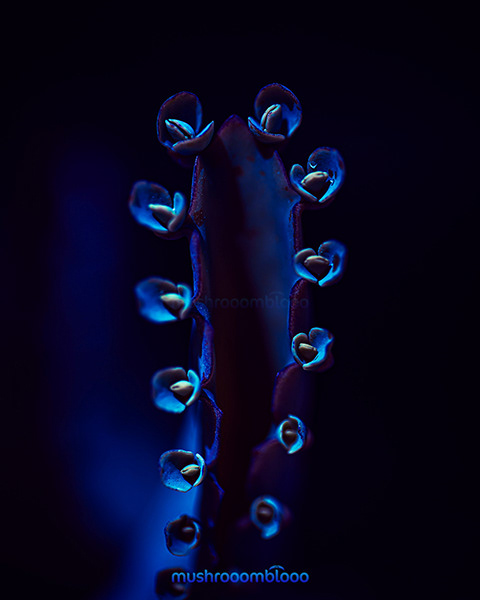 Blue succulent details shinning under uv lights