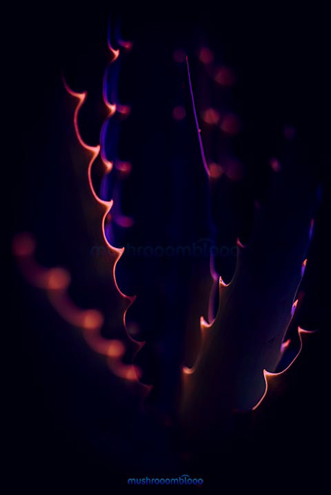 detail of a cactus lighten up with uv lights