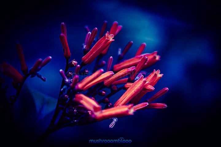 Red plant in the night under moonlight
