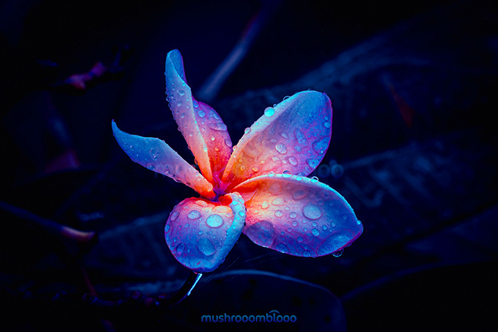 colorful frangipani after the rain under uv lights
