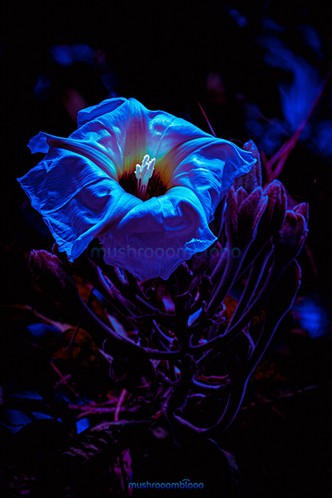Ipomoea Alba flower under uv lights exposure