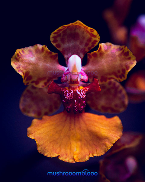symmetrical image of a yellow orchid over a blue background
