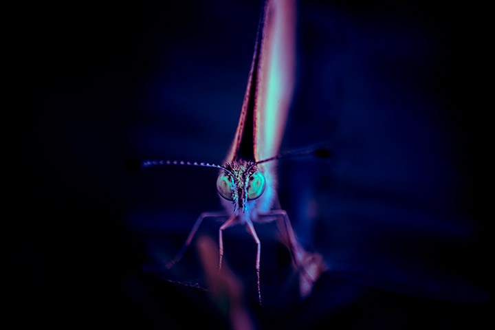 butterfly standing on plants under uv light