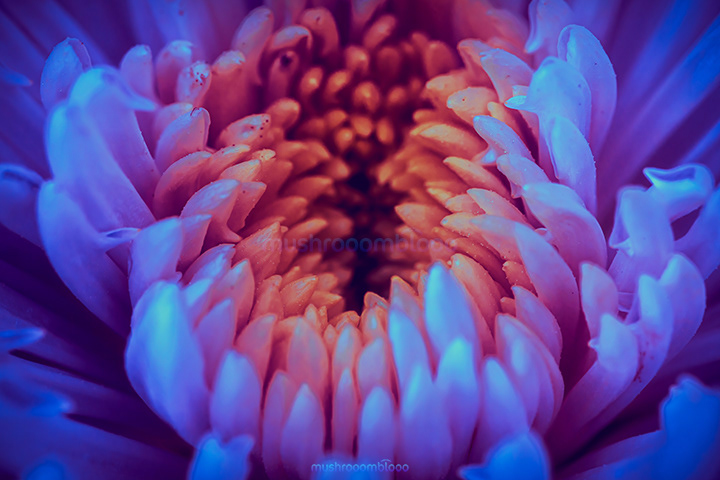 close up of a chrysanthemum flower with some color grading