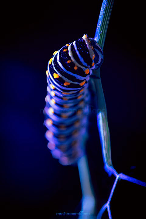 colorful striped caterpillar climbing on a tree branch under uv lights