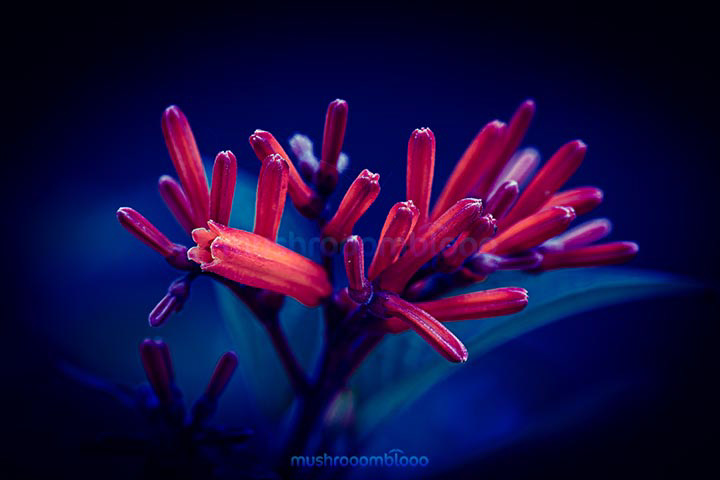 Flourish red hamelia patens flowers in blue mood atmosphere