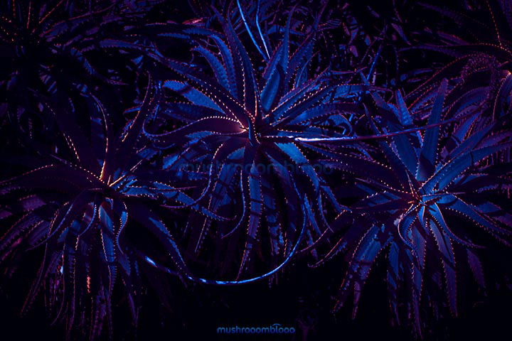 group of aloe cactus under uv lights