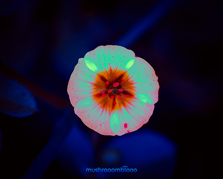 top shot of a colorful flower due to uv light rays