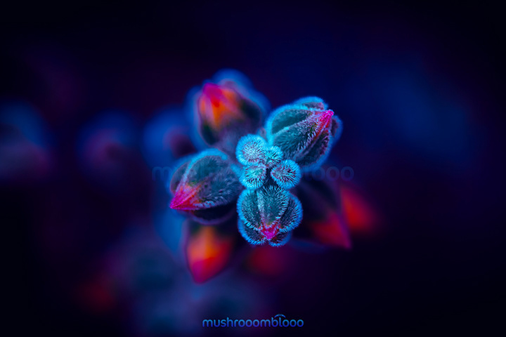 furry succulent lighten up with uv lights