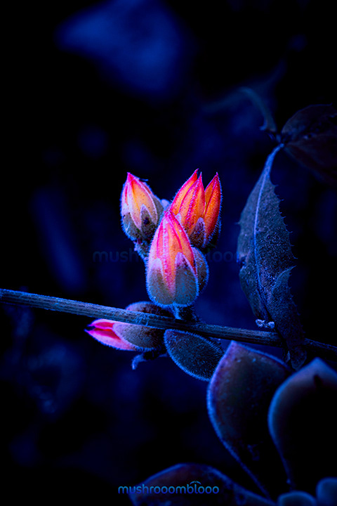 red ang orange succulent flower shinning in the dark