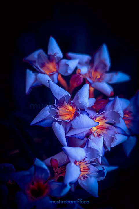 nerium oleander flowers in the night under moonlight