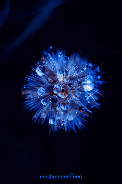 top shot of a dandelion covered of rain drops in the night