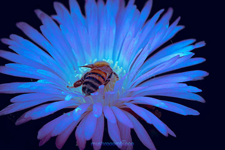 Bee eating pollen from a blue flower with uv lights