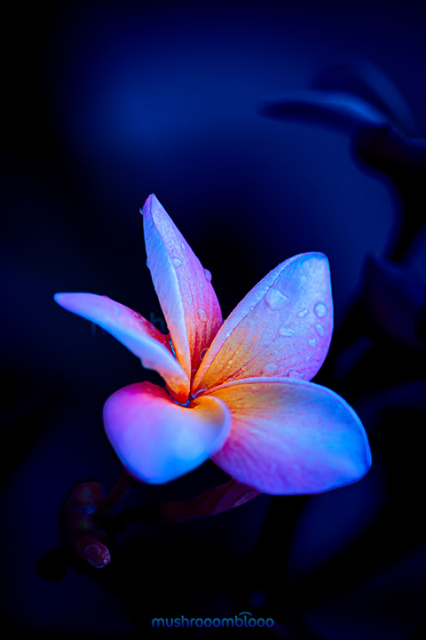 Plumeria flower with mulples shades of color in the dark