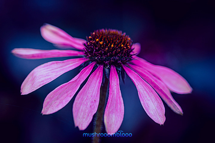 Pink blooming flower in the night at midnight