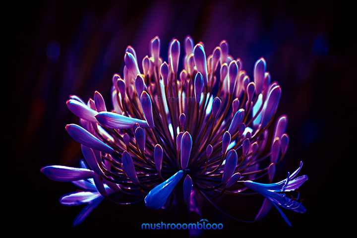 pink colorful bulbs of agapanthoideae flower in the night