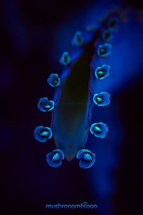 macro photography of succulent kalanchoe in the night