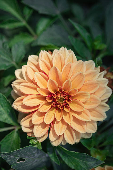 yellow Dahlia flower in the garden