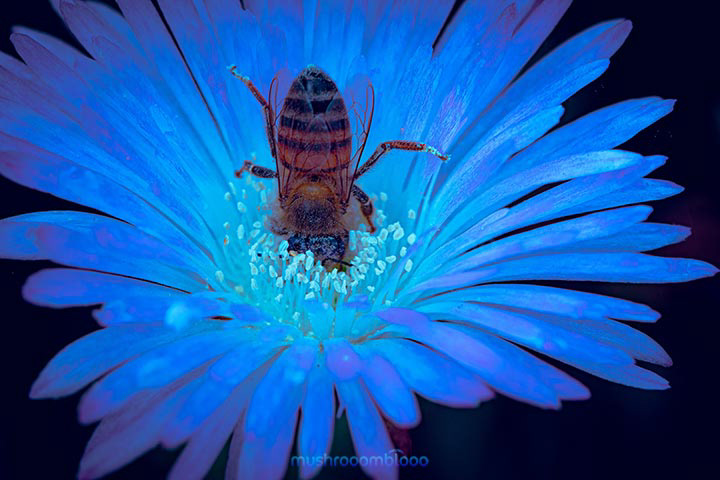 Bee working on a Marguerite flower under uv lights