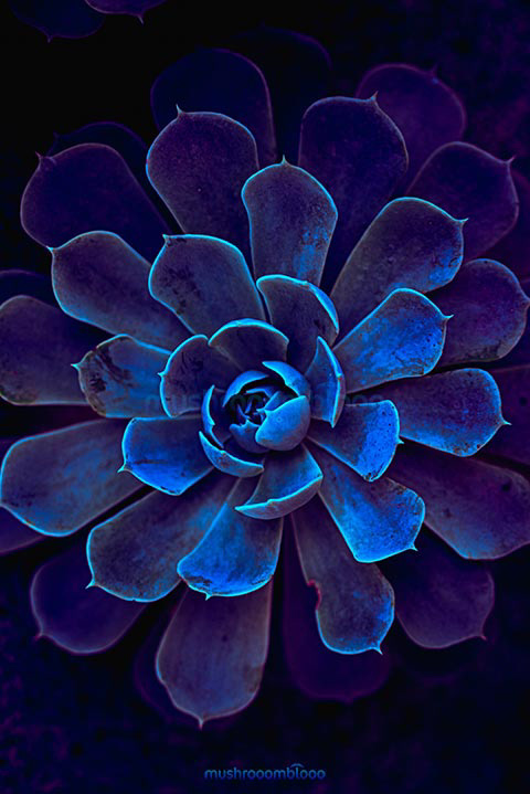 macro photography of a succulent under uv lights