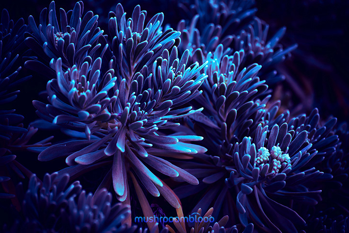 Beach plants lighten up with uv lights