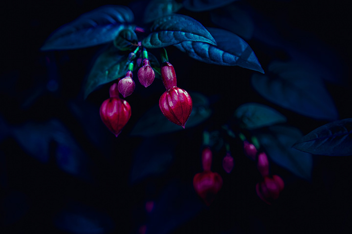 Fuchsia Magellanica flower before blooming hangingn on plant
