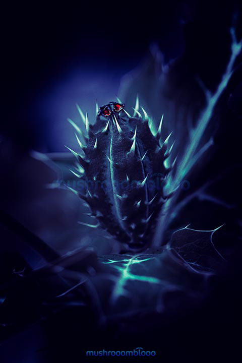 datura ferox thorny plant lighten with uv lights