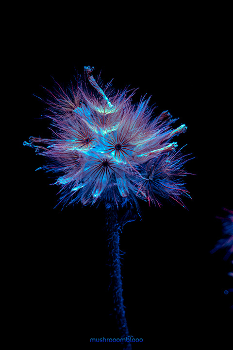 Blue shade Dandelion due to exposure to ultraviolet ray lights