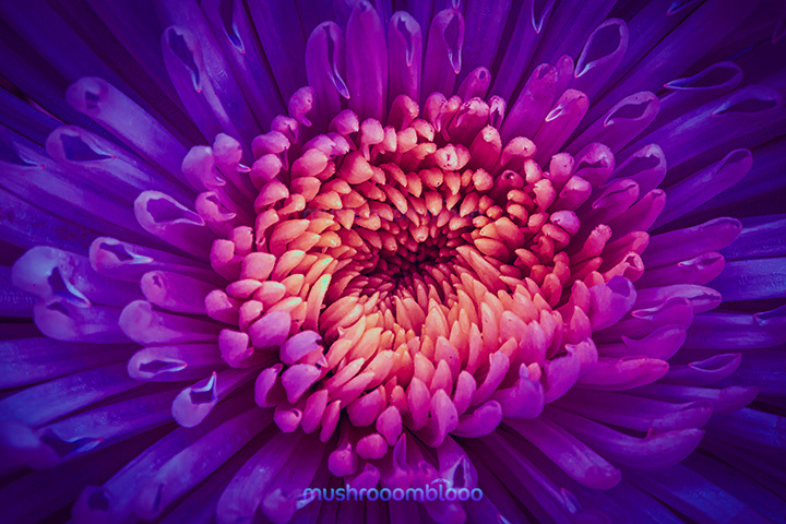 flower with multiple petals that go from purple to yellow shades