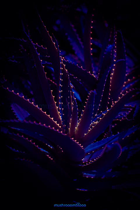 Blue aloe cactus in the night