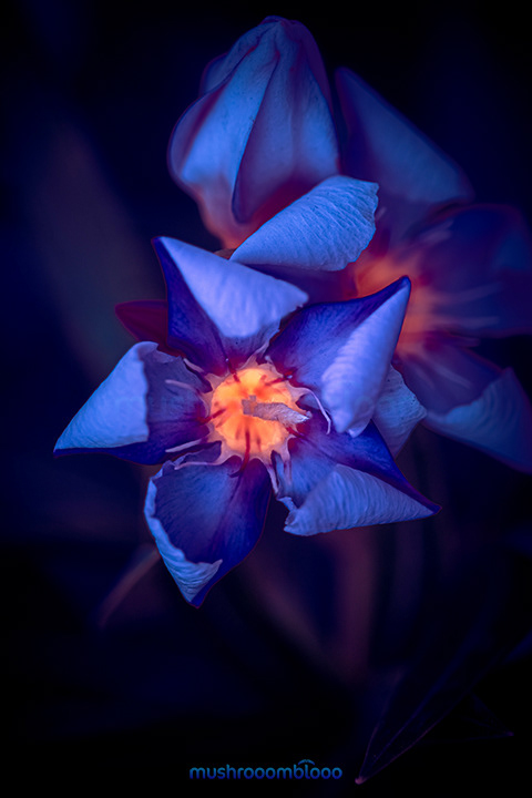 violet flower under ultraviolet lights