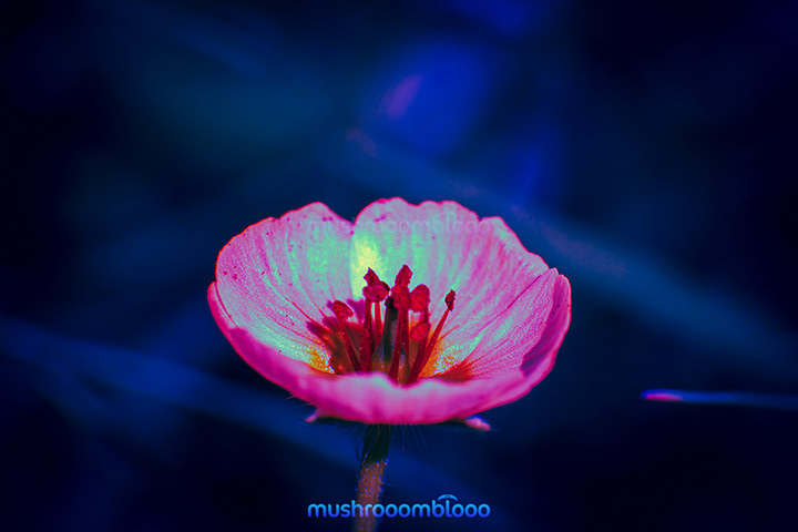 pink little flower standing on a dark blue background