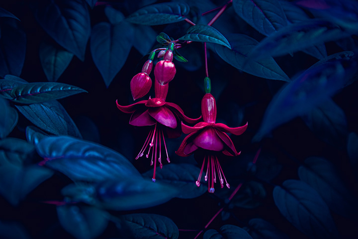 Fuchsia Magellanica flower hanging in a dark blue leaf background
