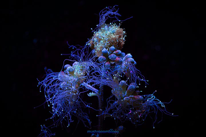 acacia flower with shiny filaments under uv lights