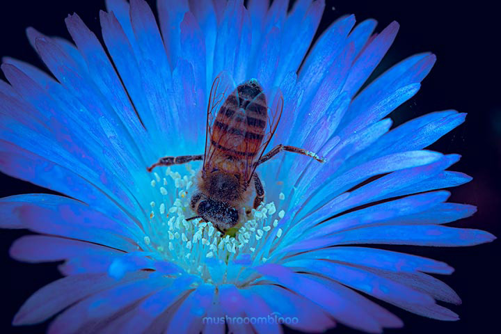 Macro photography of a flower with a bee collecting pollen