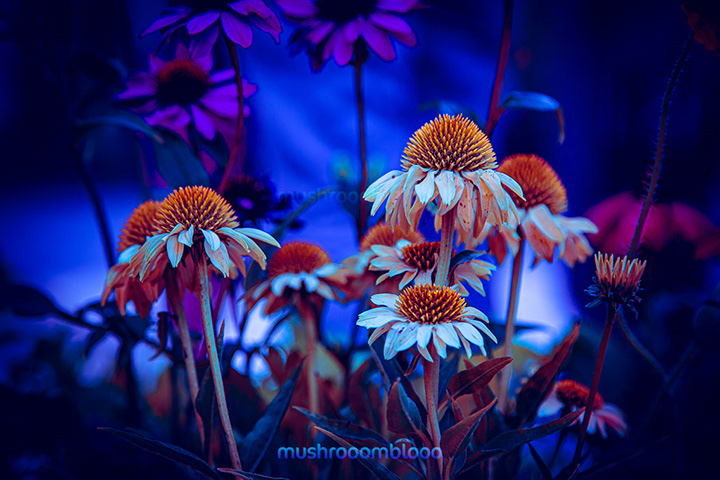 colorful ecchinacea flowers over a deep blue plants background