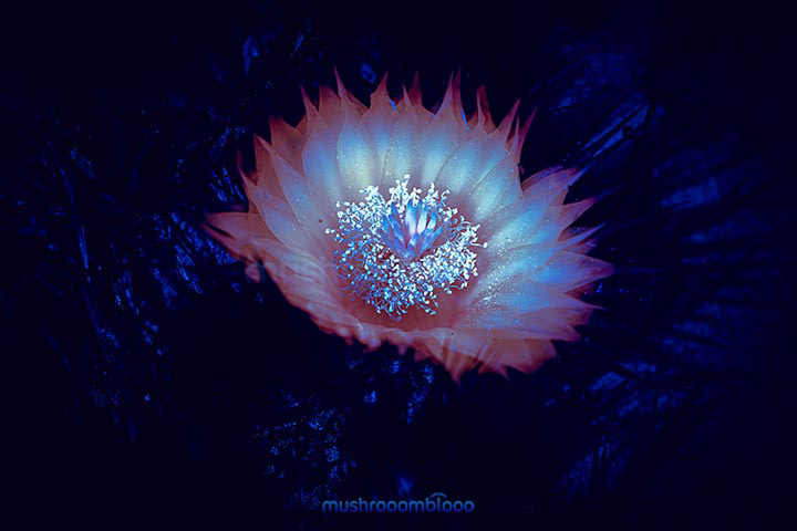 Shiny flower cactus due to be exposed to ultraviolet lights