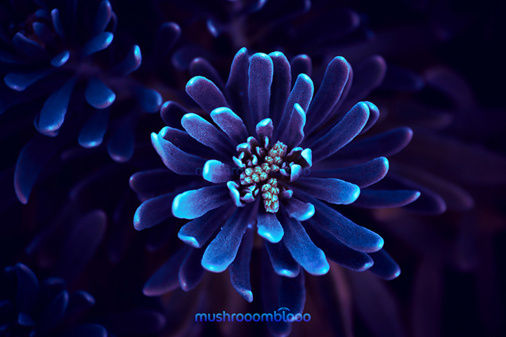 top view of beach rose mary plant in aquatic mood