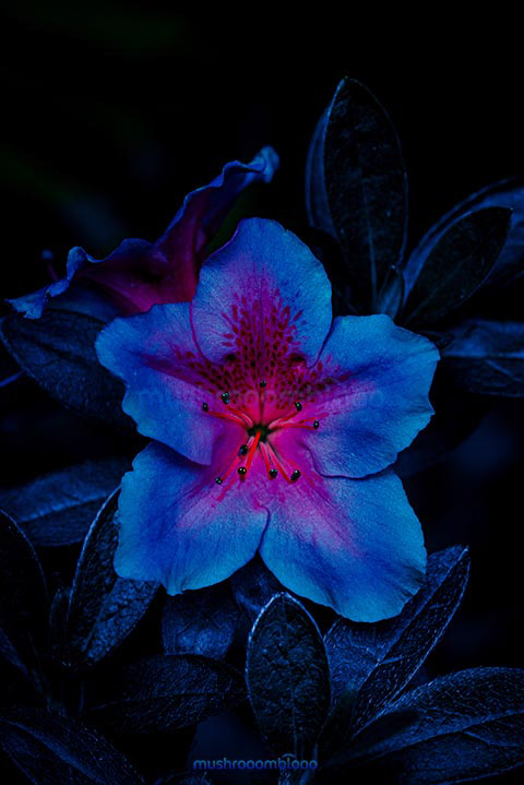 blue azalea flower on blue dark plants background