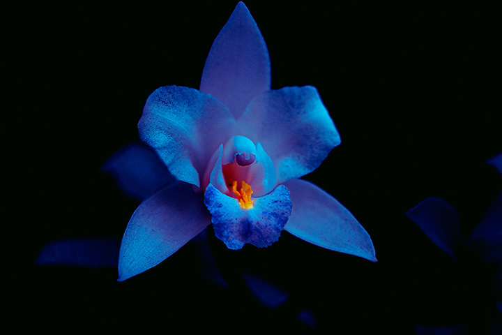 photography of a blue orchid flower due to be exposed to uv lights