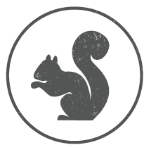 design squirrel | graphic design for small businesses