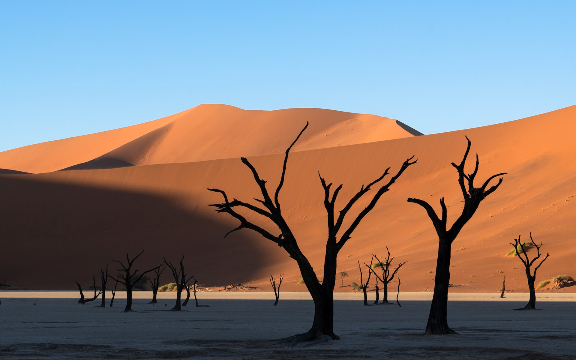 A wide shot shows several dark, silhouetted dead trees on a light-colored clay pan in Deadvlei, Namibia. Behind them, a large, undulating orange sand dune is illuminated by warm, low-angle sunlight on its upper slopes, contrasting with the deep shadows on its lower parts and the pan. The sky is clear blue.Deadvlei, Namib-Naukluft National Park, Namibia.