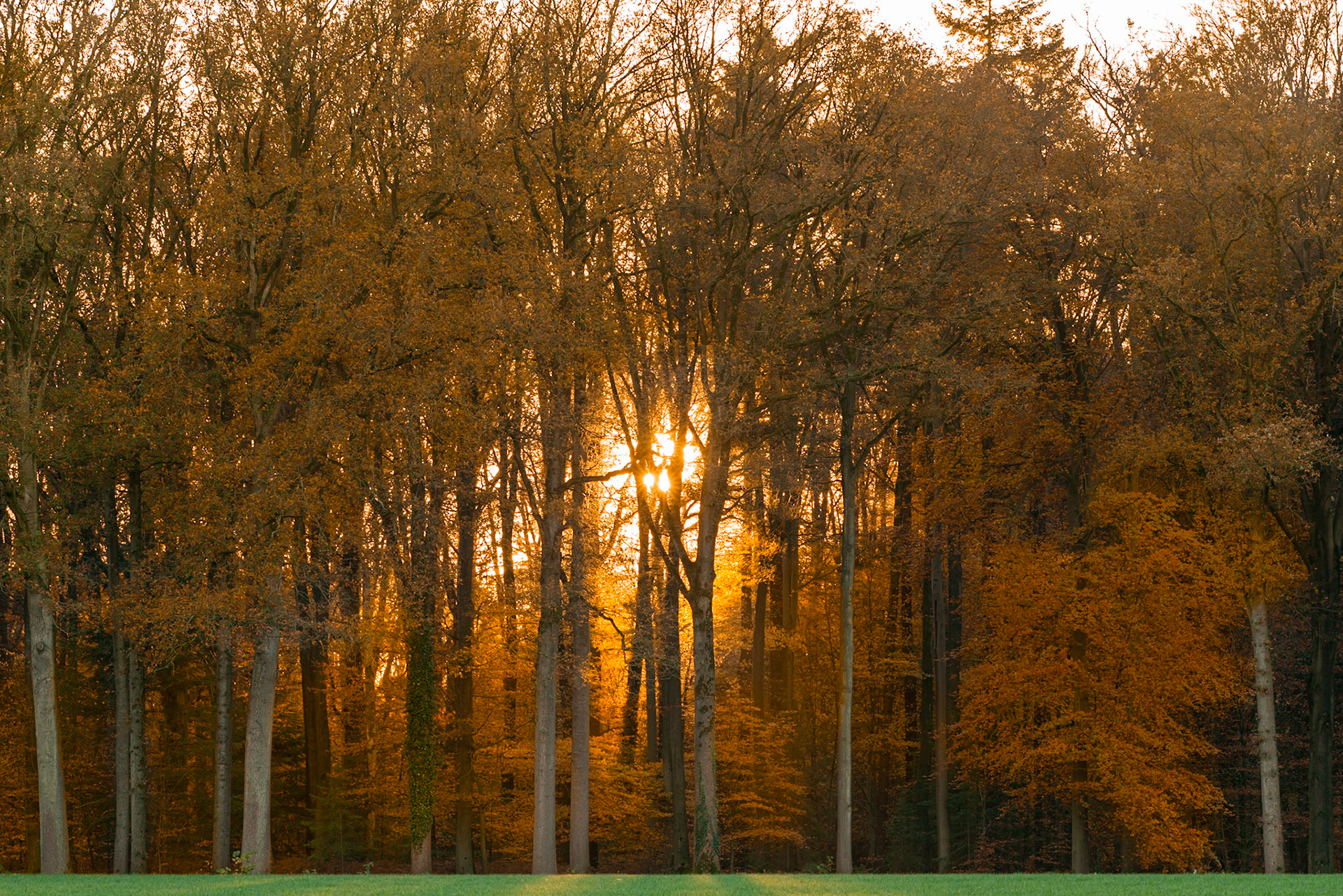 Golden hour sunlight streams through a dense forest in the Netherlands, illuminating the vibrant orange and brown hues of autumn leaves. Tall, slender trees form a natural curtain, with the low sun creating dramatic rays and a warm, ethereal glow. The composition emphasizes the vertical lines of the trees and the textured canopy, evoking a sense of peaceful solitude and the fleeting beauty of the season.
