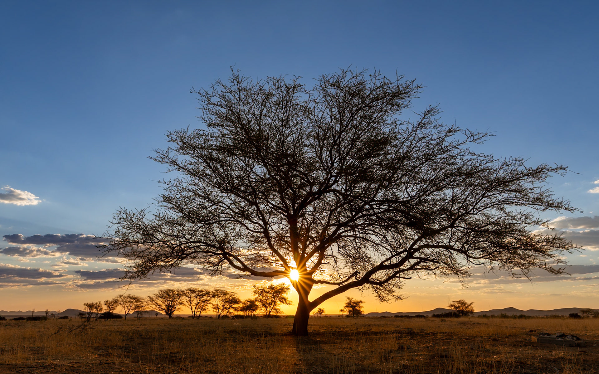 A large, leafless tree is silhouetted against a sunset sky in a dry savanna landscape in Namibia. The low sun, partially obscured by the tree's dense branches, emits bright rays. The sky transitions from deep blue at the top to orange and yellow near the horizon, with scattered clouds. A flat, grassy plain extends into the background, where a line of smaller trees and distant hills are visible.Hardap Region, Namibia